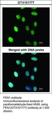 FEN1 antibody - Rabbit Polyclonal - ICC/IF, IHC-P, WB - 100µl, GeneTex