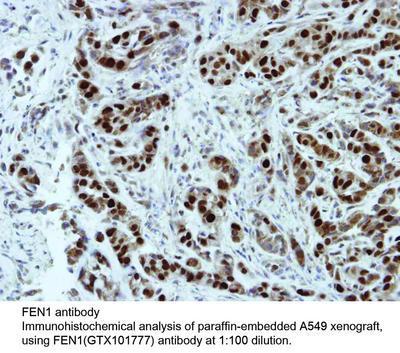 FEN1 antibody - Rabbit Polyclonal - ICC/IF, IHC-P, WB - 100µl, GeneTex