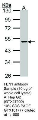 FEN1 antibody - Rabbit Polyclonal - ICC/IF, IHC-P, WB - 100µl, GeneTex