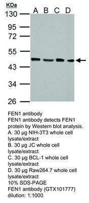 FEN1 antibody - Rabbit Polyclonal - ICC/IF, IHC-P, WB - 100µl, GeneTex