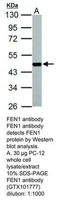 FEN1 antibody - Rabbit Polyclonal - ICC/IF, IHC-P, WB - 100µl, GeneTex