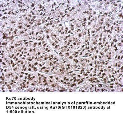 Ku70 antibody - Rabbit Polyclonal - ICC/IF, IHC-P, WB - 100µl, GeneTex