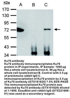 Ku70 antibody - Rabbit Polyclonal - ICC/IF, IHC-P, WB - 100µl, GeneTex