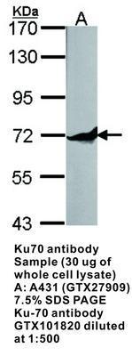 Ku70 antibody - Rabbit Polyclonal - ICC/IF, IHC-P, WB - 100µl, GeneTex