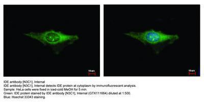 IDE antibody [N3C1], Internal, GeneTex