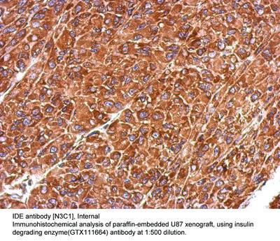 IDE antibody [N3C1], Internal, GeneTex