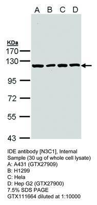 IDE antibody [N3C1], Internal, GeneTex