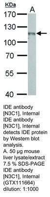 IDE antibody [N3C1], Internal, GeneTex