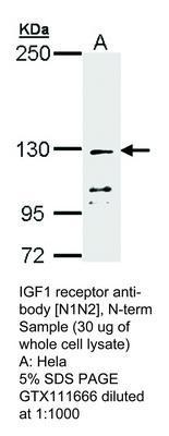 IGF1 receptor antibody [N1N2], N-term, GeneTex