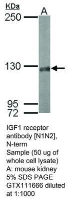 IGF1 receptor antibody [N1N2], N-term, GeneTex