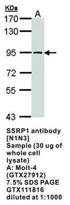 SSRP1 antibody [N1N3], GeneTex