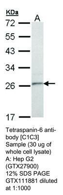 Tetraspanin-6 antibody [C1C3], GeneTex