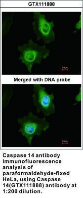 Caspase 14 antibody, GeneTex