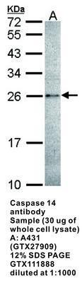 Caspase 14 antibody, GeneTex