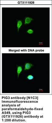 PIG3 antibody [N1C3], GeneTex