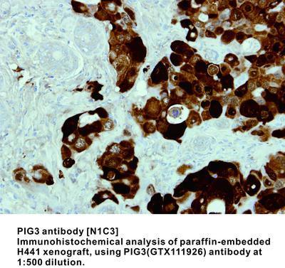 PIG3 antibody [N1C3], GeneTex