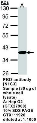 PIG3 antibody [N1C3], GeneTex