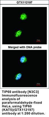 TIP60 antibody [N3C3], GeneTex