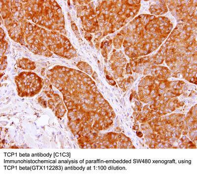 TCP1 beta antibody [C1C3], GeneTex