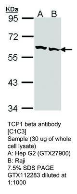 TCP1 beta antibody [C1C3], GeneTex