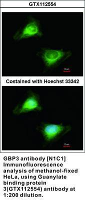 GBP3 antibody [N1C1], GeneTex