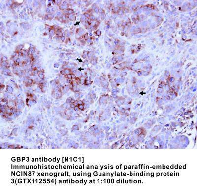 GBP3 antibody [N1C1], GeneTex