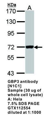 GBP3 antibody [N1C1], GeneTex