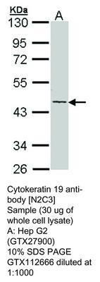 Cytokeratin 19 antibody [N2C3], GeneTex