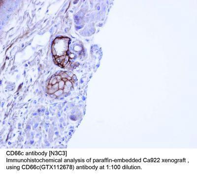 CD66c antibody [N3C3], GeneTex