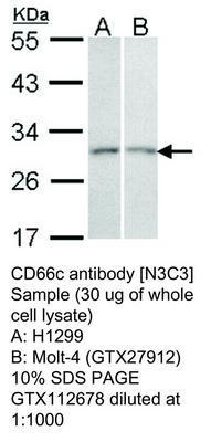 CD66c antibody [N3C3], GeneTex