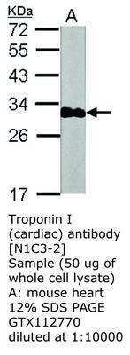 Troponin I (cardiac) antibody [N1C3-2], GeneTex