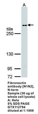 Fibronectin  antibody [N1N2], N-term, GeneTex