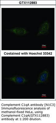 Complement C1qA antibody [N1C3], GeneTex