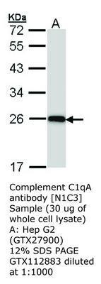 Complement C1qA antibody [N1C3], GeneTex