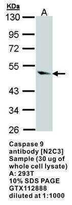 Caspase 9 antibody [N2C3], GeneTex