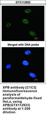 XPB antibody [C1C3], GeneTex