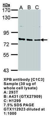 XPB antibody [C1C3], GeneTex