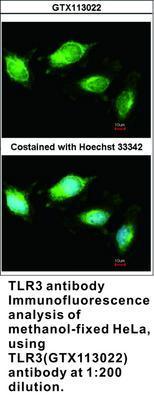 TLR3 antibody - 100µl, GeneTex