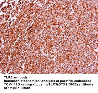 TLR3 antibody - 100µl, GeneTex