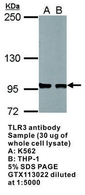 TLR3 antibody - 100µl, GeneTex