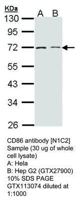 CD86 antibody [N1C2], GeneTex