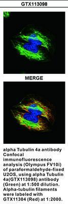 alpha Tubulin 4a antibody, GeneTex