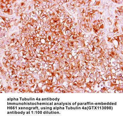 alpha Tubulin 4a antibody, GeneTex