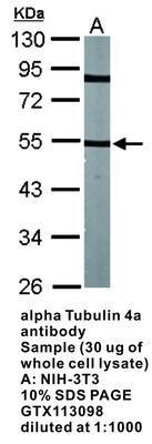 alpha Tubulin 4a antibody, GeneTex