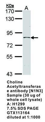 Choline Acetyltransferase antibody [N1N3], GeneTex