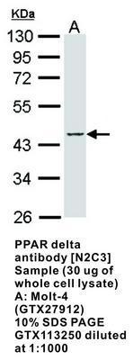 PPAR delta antibody [N2C3], GeneTex