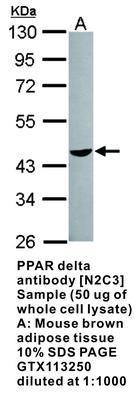 PPAR delta antibody [N2C3], GeneTex