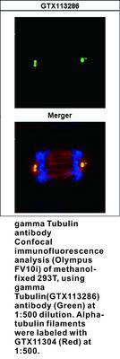 gamma Tubulin antibody, GeneTex