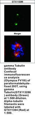 gamma Tubulin antibody, GeneTex