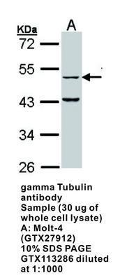 gamma Tubulin antibody, GeneTex